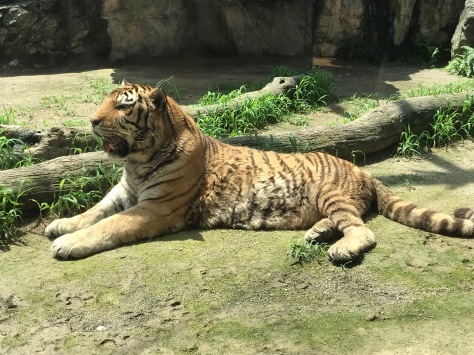 初上陸!日本平ZOO_b0208246_10543442.jpg