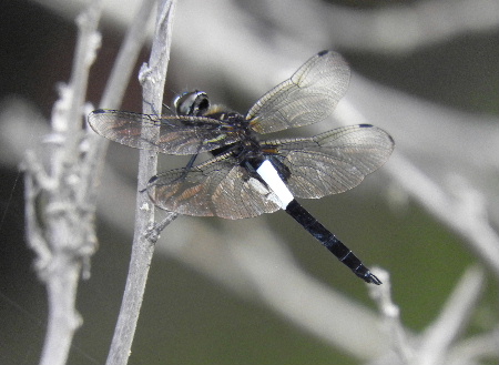 e0172950_21382058.jpg