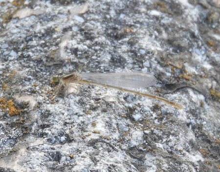 e0172950_21383161.jpg