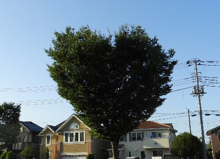 e0172950_21384335.jpg