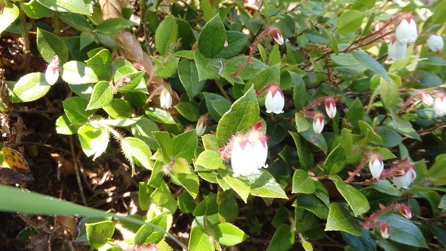 c0097754_13392531.jpg