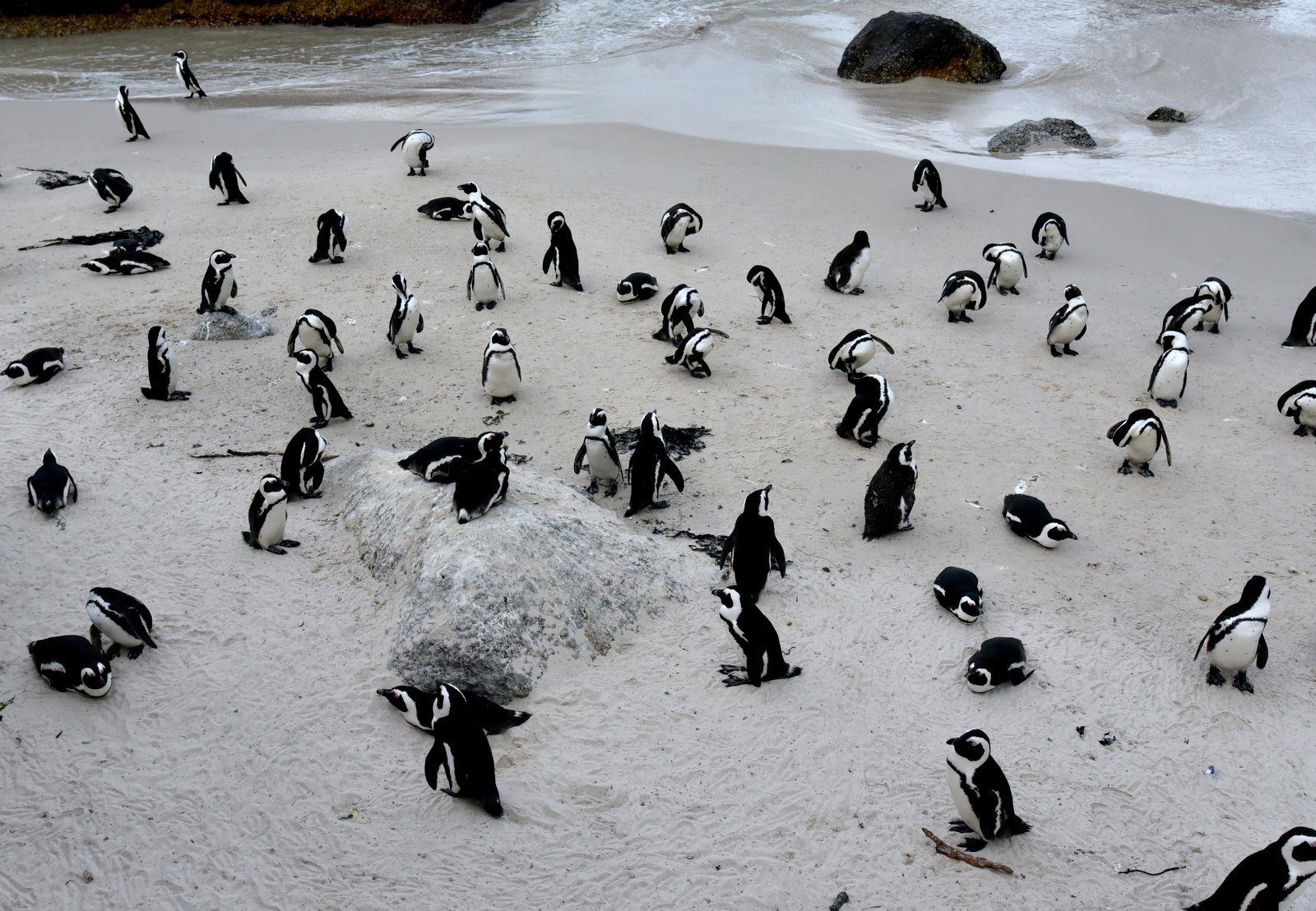 \"ボルダーズビーチ\" 可愛すぎるペンギンたち♪_a0092659_15212275.jpg