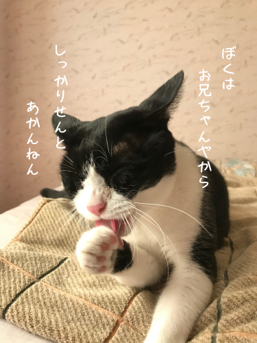 a0216583_16081863.png