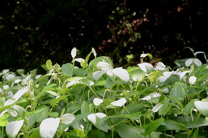 半夏生・岩沙参　錦織公園_c0229483_94050100.jpg