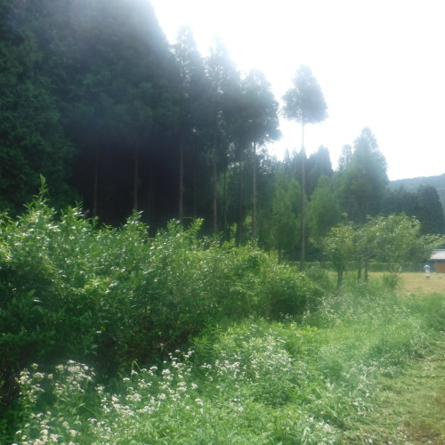 草刈りと蜂の巣_d0195183_02005855.jpeg