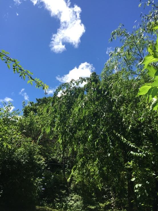 b0098584_16455624.jpeg