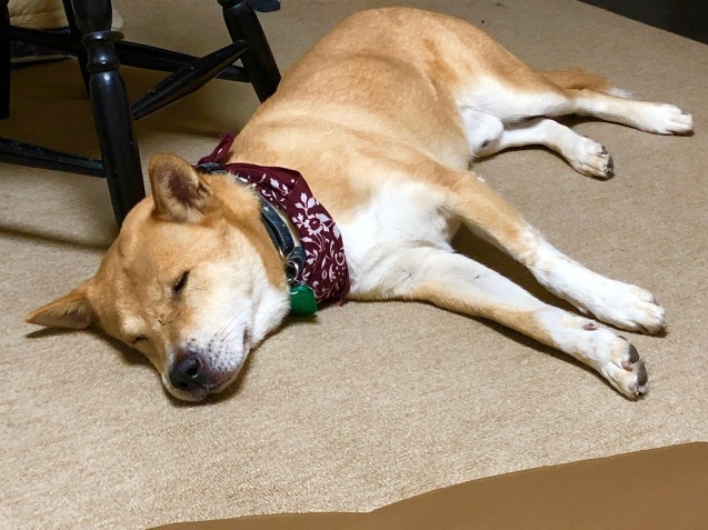 c0332184_21434493.jpeg