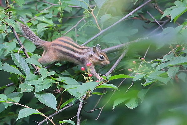 桜の実を食べるシマリス_d0334291_16403861.jpg