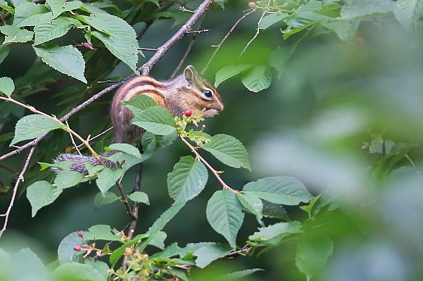 桜の実を食べるシマリス_d0334291_16405790.jpg