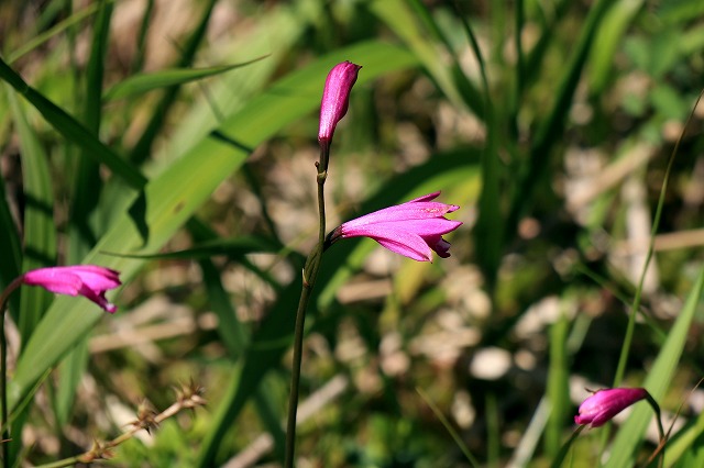 e0137200_21221531.jpg