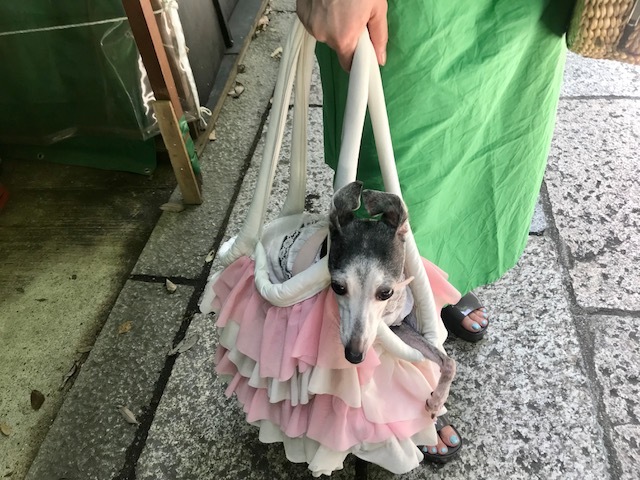 パワースポットすぎる。@清荒神清澄寺_a0050302_03041238.jpg