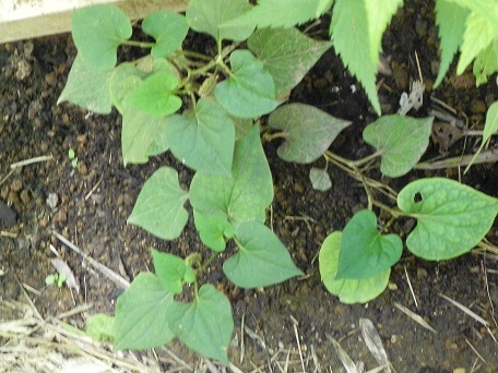 c0152002_18250393.jpg