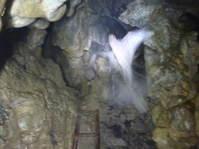 猿田洞（さるたどう）　ここは凄かった　高知県の洞窟探検_b0124306_23170562.jpg