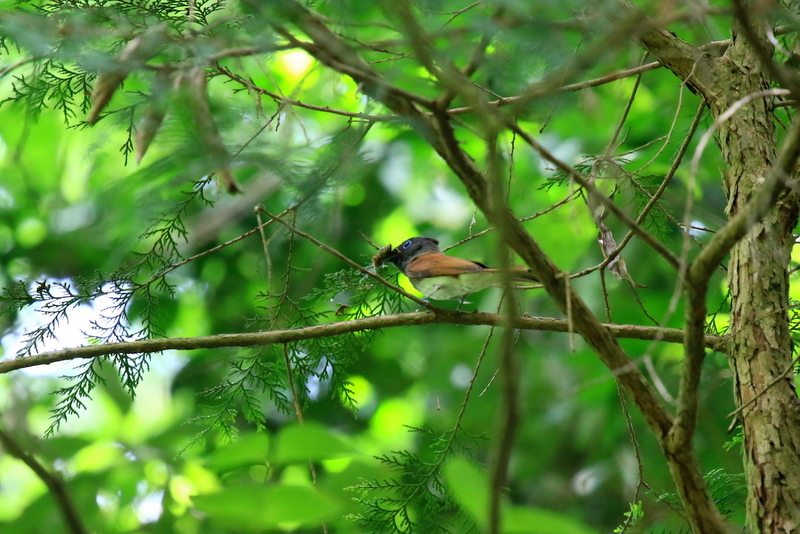 久し振りの鳥撮り_e0306708_19585514.jpg