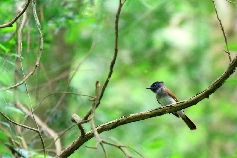 久し振りの鳥撮り_e0306708_19590827.jpg