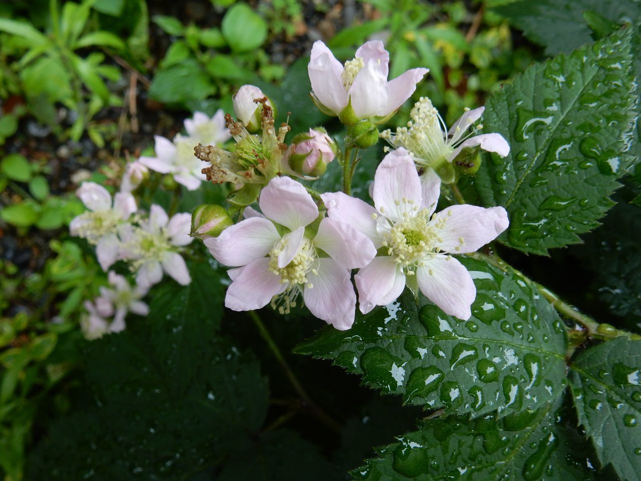 石狩川と雨竜川が氾濫_c0025115_21415374.jpg