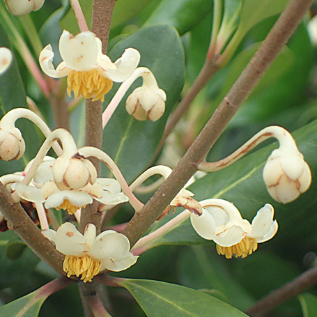 モッコクの花 樹木見て歩き