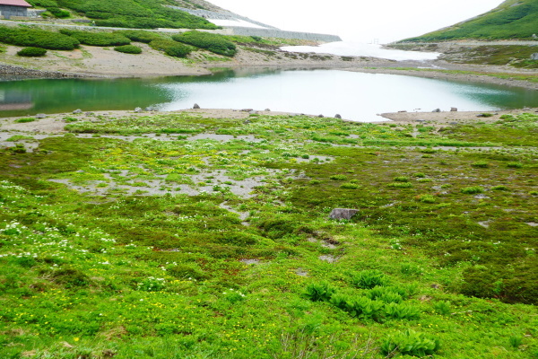 ＊＊＊ コマクサ咲く　乗鞍岳 (3,025,7M)  肩の小屋 編 ＊＊＊_d0170615_16362294.jpg