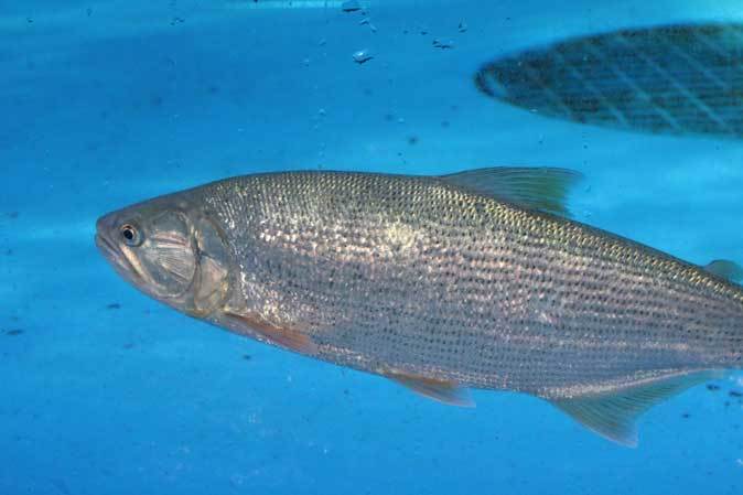 サンシャイン水族館:アロワナ&ドラドJUMP!!~お散歩カワウソ「ハク」_b0355317_21580537.jpg