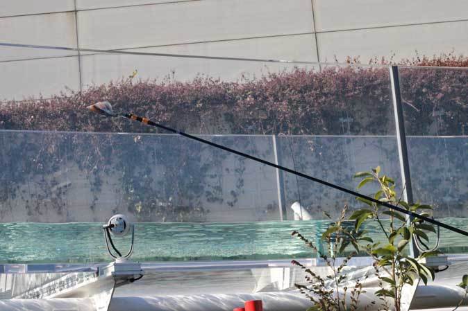 サンシャイン水族館:アロワナ&ドラドJUMP!!~お散歩カワウソ「ハク」_b0355317_22020143.jpg