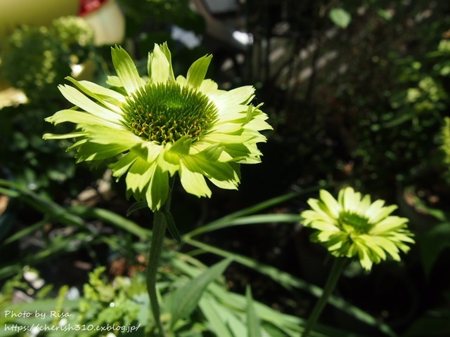 c0274618_17430662.jpg