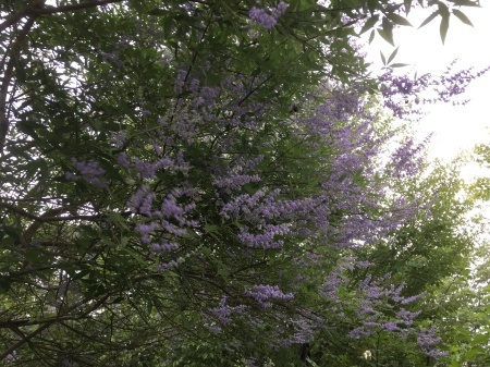 a0174419_20024931.jpg