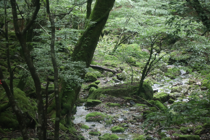 f0193521_53142.jpg