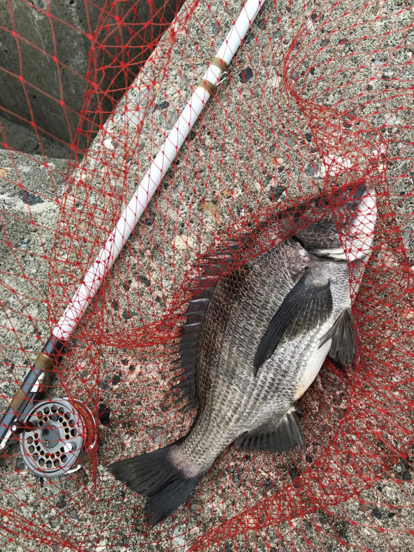 黒鯛前打ち釣り 7 3 よねの釣りブログ 黒鯛前打ち釣り 7 3 よねの釣りブログ