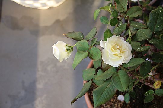 e0108126_05451727.jpg