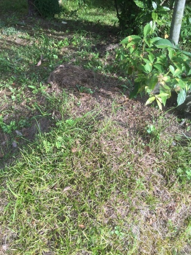 哀れなクーペを捕獲_f0076731_19522210.jpeg