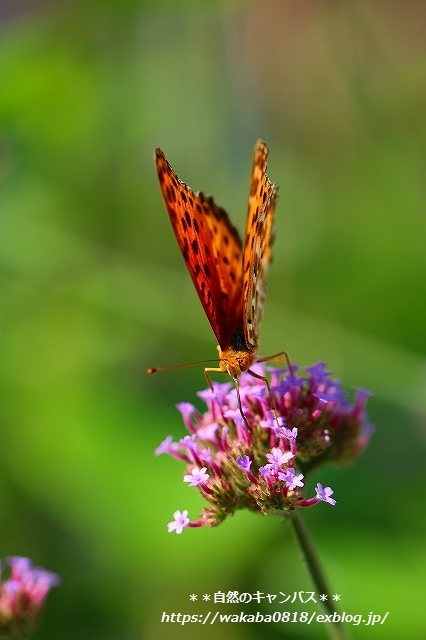 e0052135_20075135.jpg