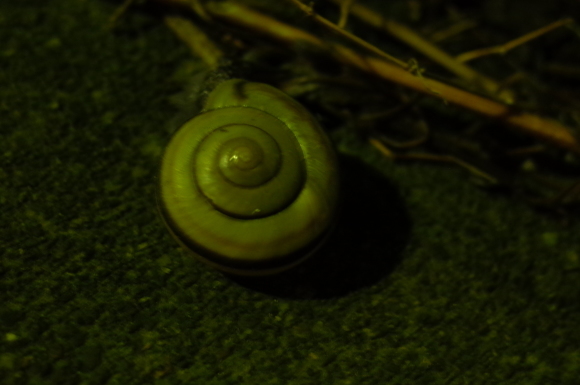 a0287336_13010135.jpg