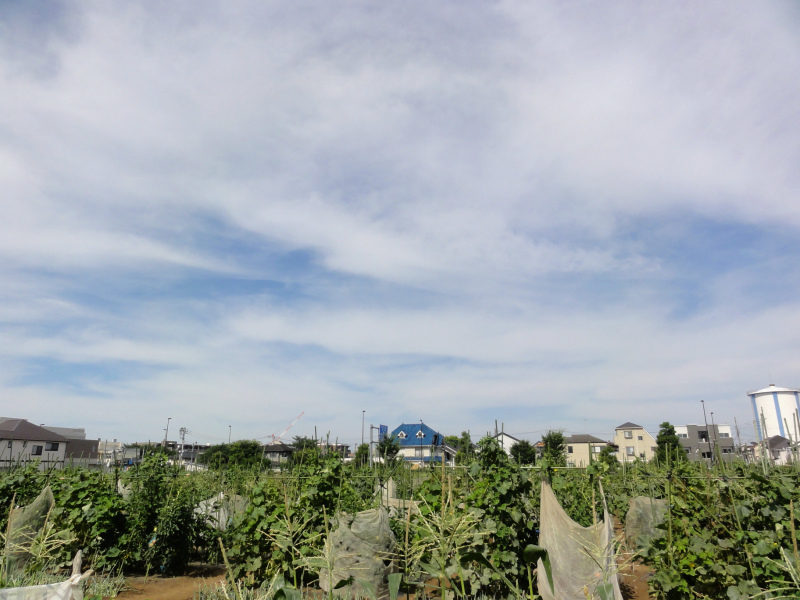 d0111439_11083443.jpg