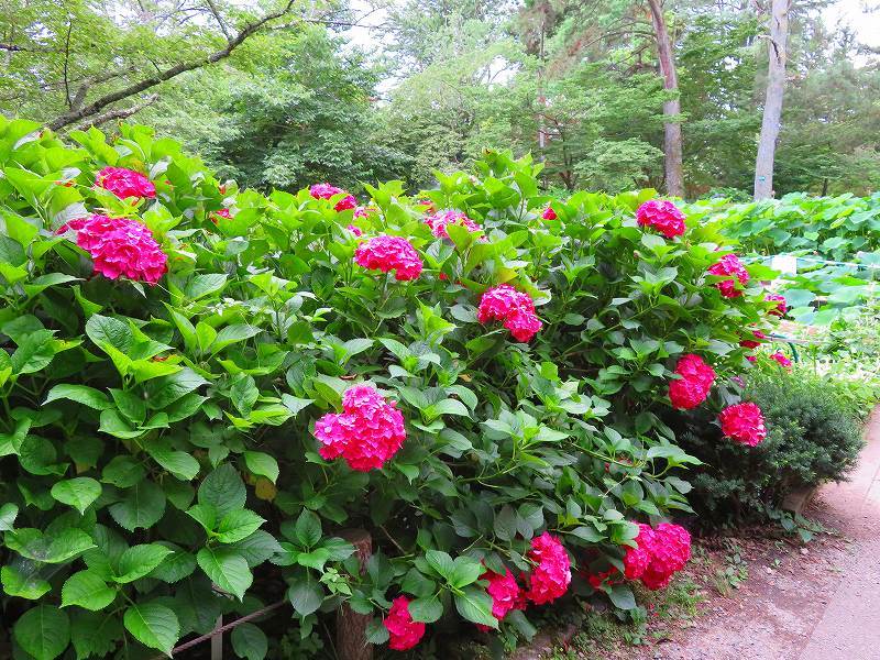 京都植物園のアジサイの花20180702_e0237645_22401020.jpg