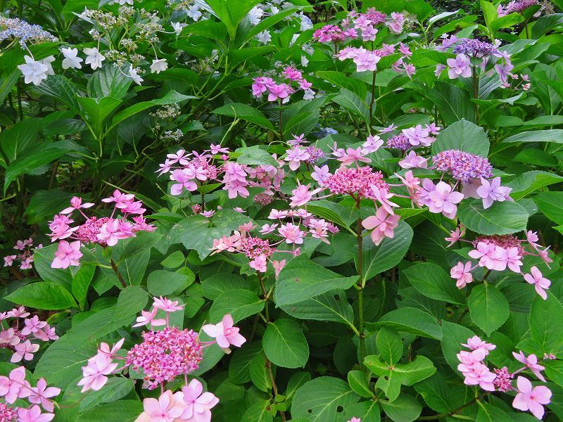 京都植物園のアジサイの花20180702_e0237645_22401021.jpg