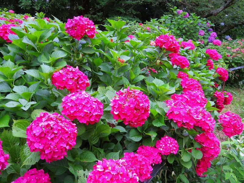京都植物園のアジサイの花20180702_e0237645_22401072.jpg
