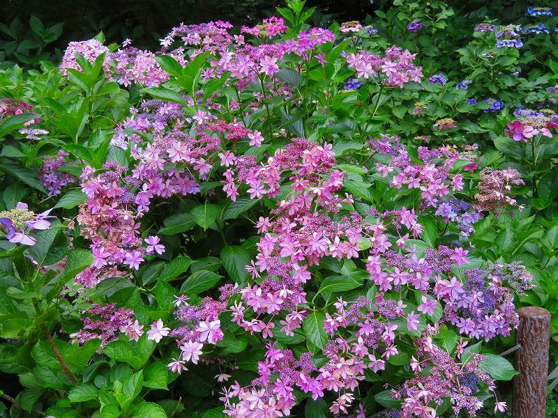 京都植物園のアジサイの花20180702_e0237645_22401092.jpg
