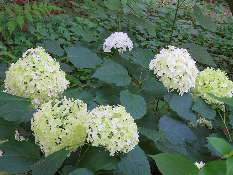 京都植物園のアジサイの花20180702_e0237645_22401123.jpg