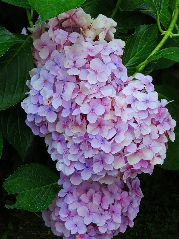 京都植物園のアジサイの花20180702_e0237645_22401151.jpg