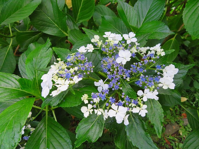 京都植物園のアジサイの花20180702_e0237645_22401155.jpg