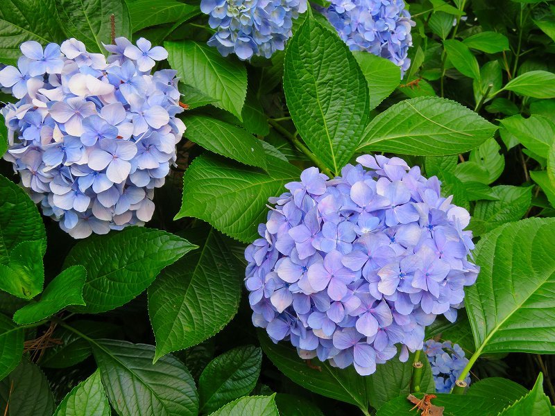 京都植物園のアジサイの花20180702_e0237645_22401164.jpg