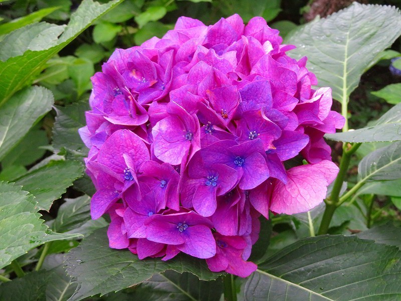 京都植物園のアジサイの花20180702_e0237645_22401197.jpg