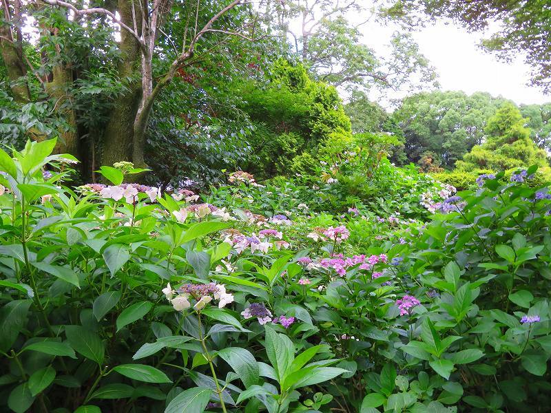 京都植物園のアジサイの花20180702_e0237645_22401226.jpg