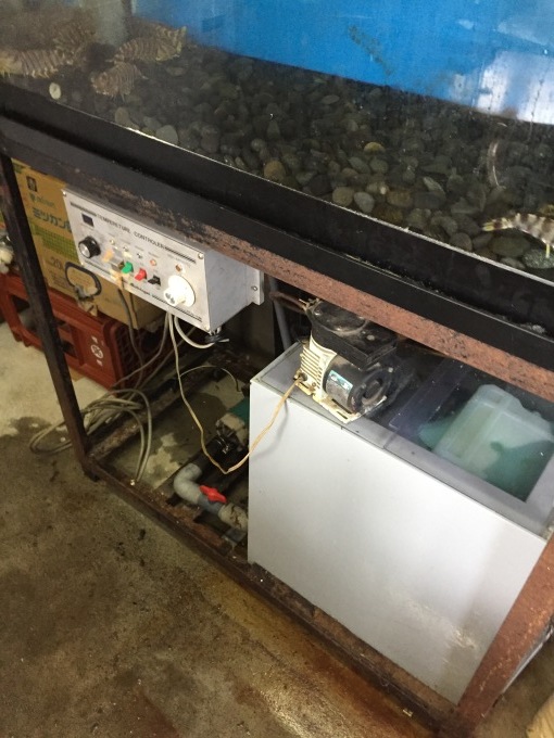 活魚水槽クーラー交換 熱帯魚のペンギン村 お店情報 活魚水槽クーラー交換 熱帯魚のペンギン村 お店情報