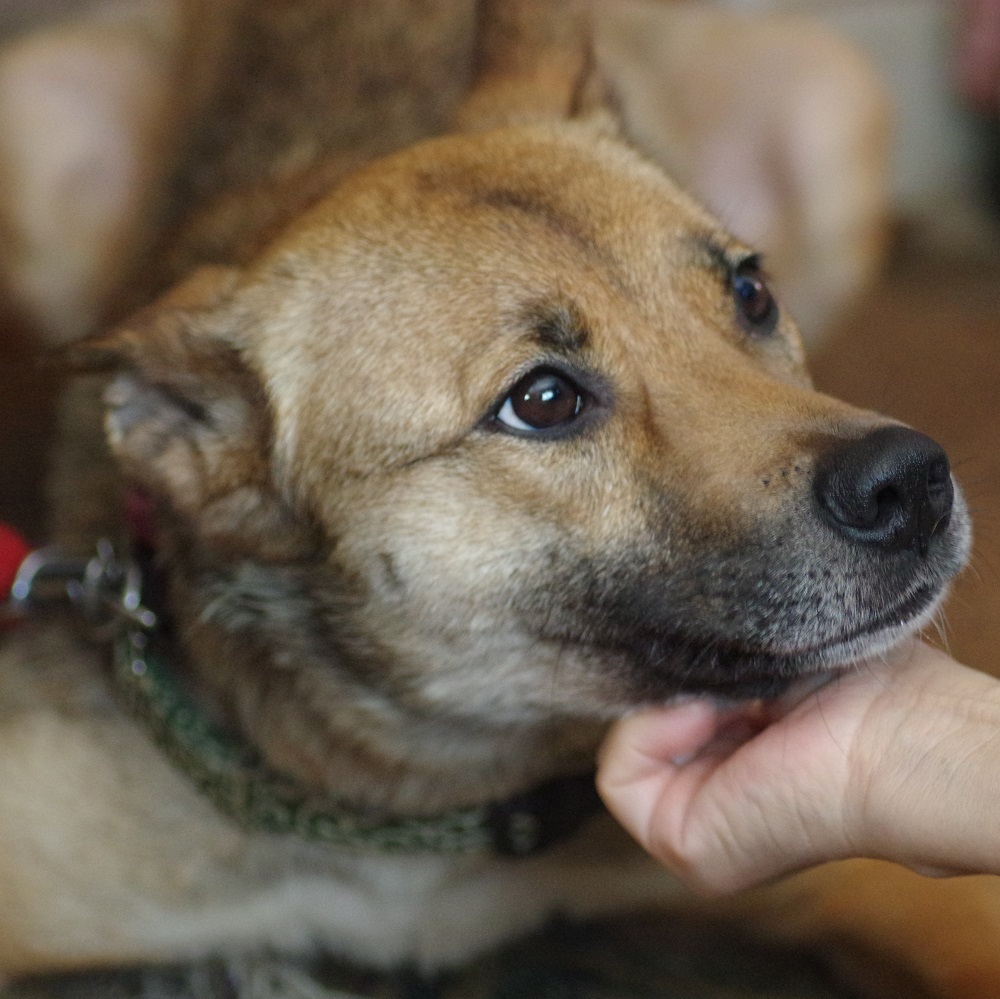 新規・ミックス兄妹犬仔犬（4か月位）5頭の里親さん、お預かりさん、募集しています！！_c0372561_11294469.jpg