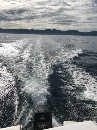 釣れる鼠ヶ関マリーナ 漁師です