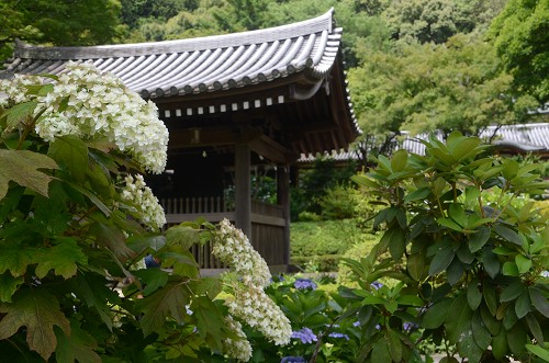 久安寺　紫陽花_d0247262_19561996.jpg