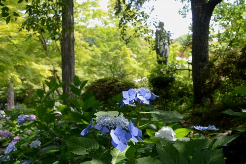 久安寺　紫陽花_d0247262_203447.jpg