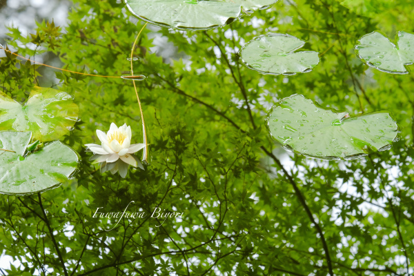 森林植物園 ＊＊_d0344864_23185598.jpg