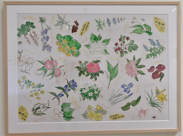 号外 札幌六花亭本店 坂本直行植物園 ー私の草木漫筆よりー ワイン好きの料理おたく 雑記帳